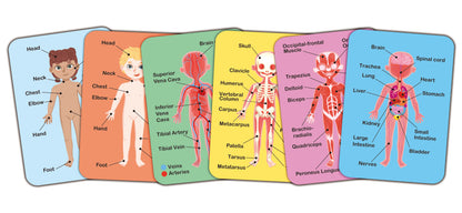 Human Body Magnetic Puzzle